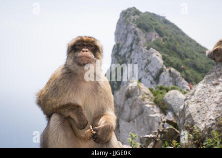 Vista della roccia, Gibilterra, con barbary macaque in primo piano guardando la telecamera Foto Stock