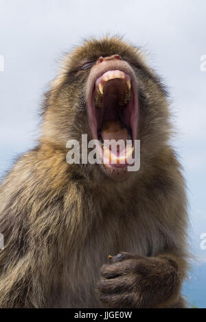 Barbary macaque sulla cima della roccia, Gibilterra, sbadigli. egli è stanco. Foto Stock