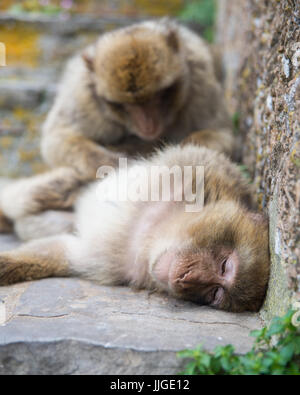 Due barbary macachi rilassatevi sulla cima della roccia, Gibilterra Foto Stock