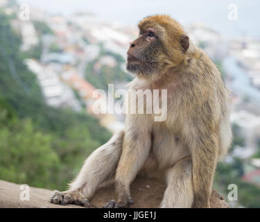 Barbary macaque sulla cima della roccia, Gibilterra Foto Stock