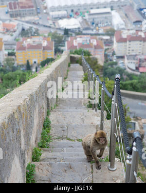 Macaque si inerpica su per le scale sulla cima della roccia, Gibilterra Foto Stock