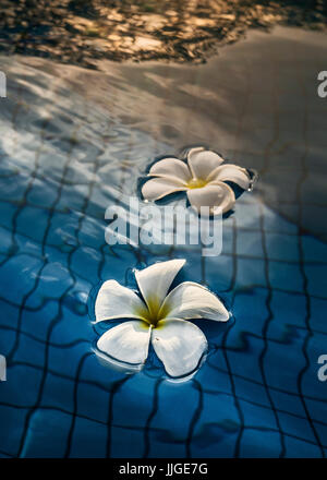 Il Frangipani fiori galleggianti in una piscina Foto Stock