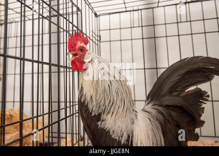 La Rooster in una gabbia Foto Stock