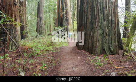 Donna che cammina lungo pediluvio, Humboldt Redwoods State Park, California, America, STATI UNITI D'AMERICA Foto Stock