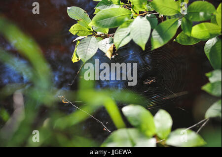 Little spider sul web oltre il torrente Nel verde fogliame. Foto Stock