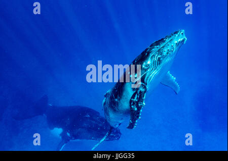 Humpback balene nuotare nell'oceano, Regno di Tonga, Ha'apal isola gruppo, Tonga Foto Stock