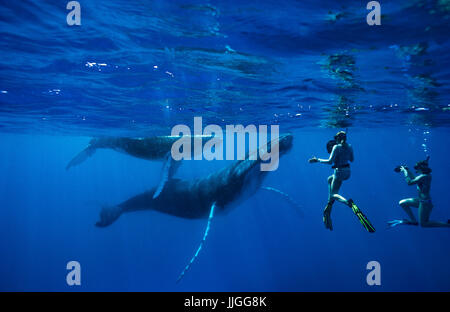 Snorkeling nuotare con le balene con la gobba in oceano, Regno di Tonga, Ha'apal isola gruppo, Tonga Foto Stock