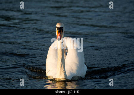 Cigno (Cygnus olor) a Herrington Country Park a Sunderland, Inghilterra. Il cigno nuotate nel lago. Foto Stock