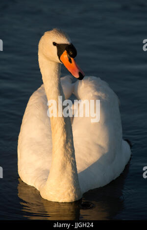 Cigno (Cygnus olor) a Herrington Country Park a Sunderland, Inghilterra. Il cigno nuotate nel lago. Foto Stock