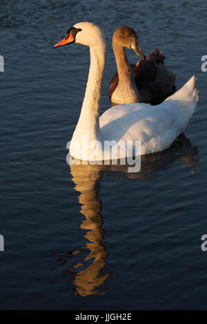 Cigno (Cygnus olor) con una cygnet a Herrington Country Park a Sunderland, Inghilterra. I cigni nuotano in un lago. Foto Stock