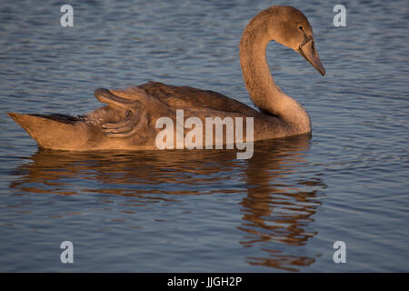 Cigno (Cygnus olor) cygnet nel lago a Herrington Country Park a Sunderland, Inghilterra. Il cigno è nativo di Eurasia. Foto Stock