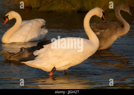 Cigno (Cygnus olor) cygnets a Herrington Country Park a Sunderland, Inghilterra. Il cigno è nativo di Eurasia. Foto Stock