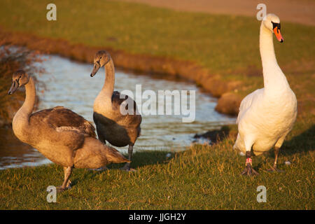 Cigno (Cygnus olor) cygnets a Herrington Country Park a Sunderland, Inghilterra. Il cigno è nativo di Eurasia. Foto Stock