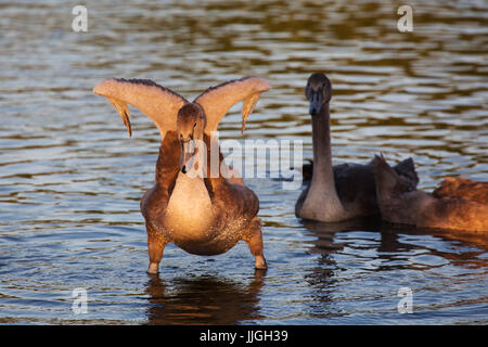 Cigno (Cygnus olor) cygnets a Herrington Country Park a Sunderland, Inghilterra. Il cigno è nativo di Eurasia. Foto Stock