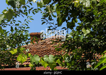 Il tetto rosso di fogliame close up Foto Stock