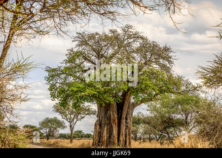 Struttura Baobob Foto Stock