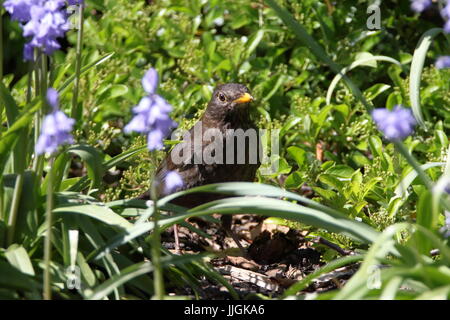 Merlo femmina, Turdus merula, tra bluebells nel giardino. Regno Unito Foto Stock