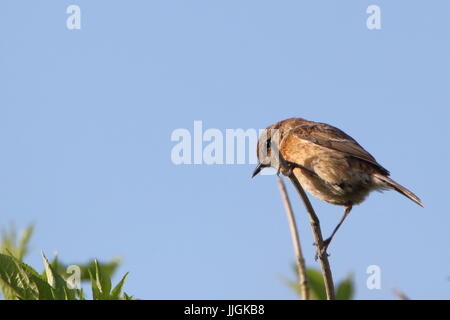 I capretti stonechat, Saxicola torquata, appollaiato su un ramo in Marazion paludi, Cornwall. Regno Unito Foto Stock