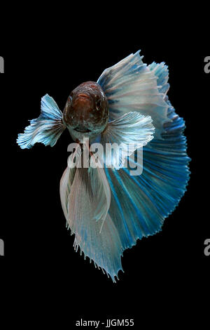Ritratto di una betta pesce nuotare contro uno sfondo nero Foto Stock