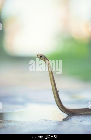 Il novellame di Montpellier snake (Malpolon monspessulanus) su di un sentiero, Andalusia, Spagna Foto Stock