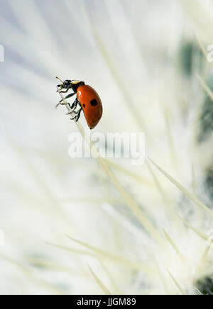 Unione di sette spotted ladybird (Coccinella septempunctata) su un cactus Foto Stock