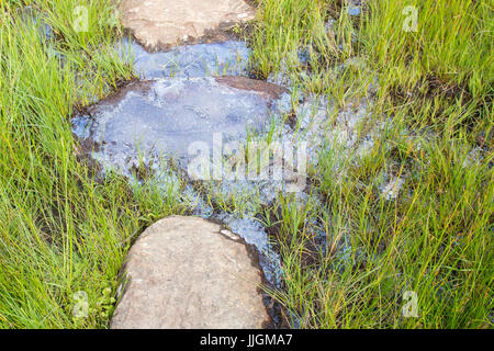Idrossido di ferro bog ferro galleggiante olio sulla parte superiore del terreno bagnato in Loch Lomond e il Trossachs National Park, Scotland, Regno Unito Foto Stock