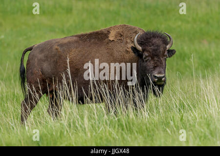 Un grande bison nel campo erboso vicino a Custer, South Dakota. Foto Stock