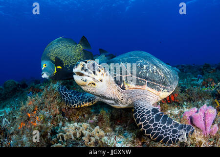 Un hawksbill sea turtle guarda verso la telecamera, accompagnato da un francese angelfish in Cozumel, Messico. Foto Stock