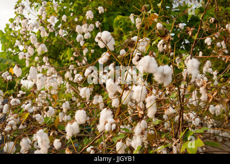 Levant in cotone Guatemlaa. Gossypium herbaceum. Foto Stock