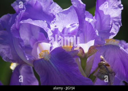 Iris viola Foto Stock