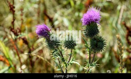 Fioritura silybum marianum Foto Stock