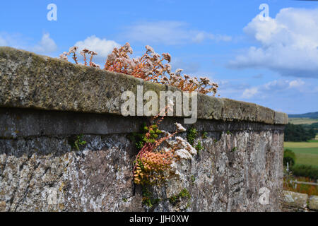 White Stonecrop-Sedum Album Foto Stock