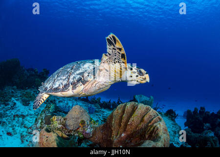 Un hawksbill sea turtle nuota lontano da una spugna dove è stato alimentazione. Colpo al sito di immersione Tormentos in Cozumel, Messico Foto Stock