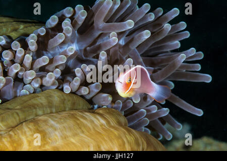 Una rosa di skunk clownfish nuota al di fuori della sua casa di anemone in Anilao, Filippine. Foto Stock