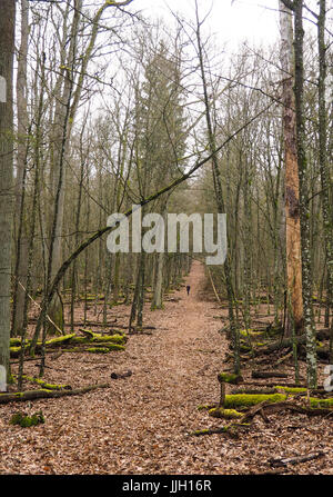 Bueauty della foresta di Bialowieza Foto Stock