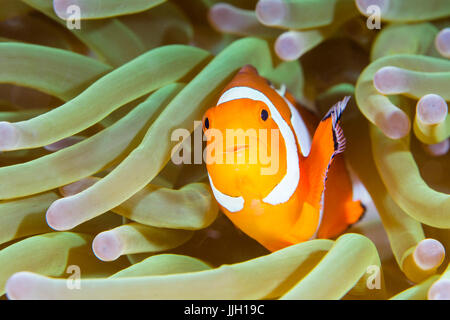 Un falso-clown anemonefish, affettuosamente noto come Nemo, coetanei fuori da un anemone home in Anilao, Filippine. Foto Stock