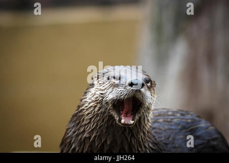 Una lontra cortecce, (Lutra canadensis) guardando come egli sta ridendo Foto Stock