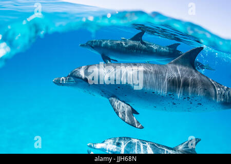 Macchiato atlantico i delfini nuotare sotto la superficie dell'oceano nel nord Bahamas. Foto Stock