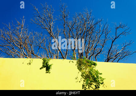Albero che cresce sulla parete gialla della costruzione in Campeche, Messico Foto Stock