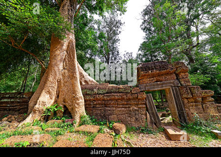 Cambogia Siem Reap Ta Prohm albero gigante e radici soffoca un tempio antico muro Foto Stock
