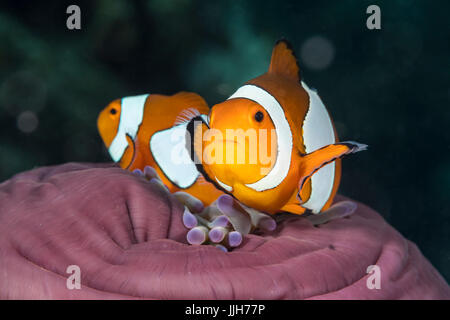 Due false clown anemonefish, affettuosamente noto come Nemo, nuotare con pazienza al di fuori del proprio host anemone, in attesa di aprire il backup in modo che possano prendere shelte Foto Stock