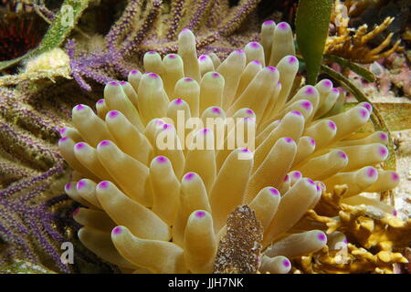 Close up di anemone marittimo tentacoli, Condylactis gigantea, subacquea nel mar dei Caraibi, Costa Rica Foto Stock