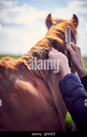 Una giovane donna di governare il suo cavallo in un paddock. Foto Stock