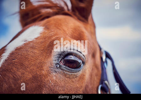 Dettaglio di un cavallo con gli occhi. Foto Stock