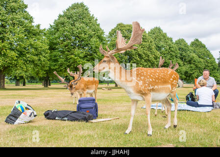 Richmond, London, Regno Unito - Luglio 2017: Allevamento di daini in un prato di erba in Bushy Park accanto a due persone aventi un picnic. Foto Stock