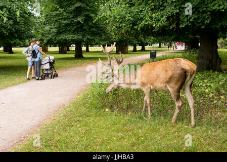 Richmond, London, Regno Unito - Luglio 2017: Cervo Rosso alimentazione su un prato di erba in Bushy Park accanto a due donne con un buggy. Foto Stock