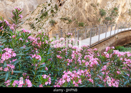Fiori sul sentiero escursionistico " El Caminito del Rey' - Re il piccolo sentiero, Ardales, provincia di Malaga, Spagna Foto Stock