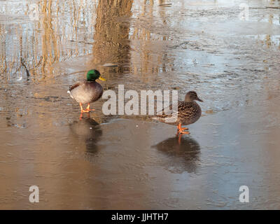 Due anatre su frozen Duck Pond Foto Stock