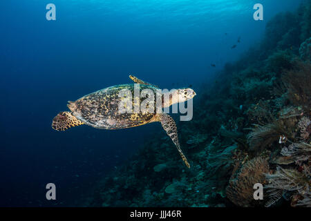 Un hawksbill sea turtle nuota sulla barriera corallina in Raja Ampat, Indonesia. Foto Stock