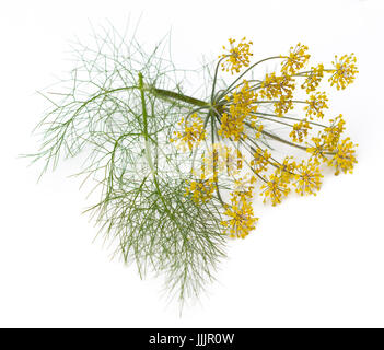 Finocchio (Foeniculum vulgare) fiori e foglie isolate su uno sfondo bianco Foto Stock